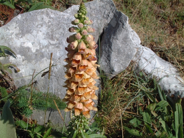 Digitalis ferruginea / Digitale ferrugginosa, Digitale bruna